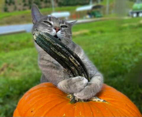 Paws and Pumpkins: Shadow's Guide to the Pumpkin Patch
