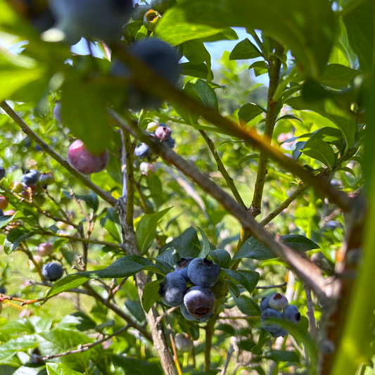 A Taste of Tradition: Blueberries in the Appalachian Mountains