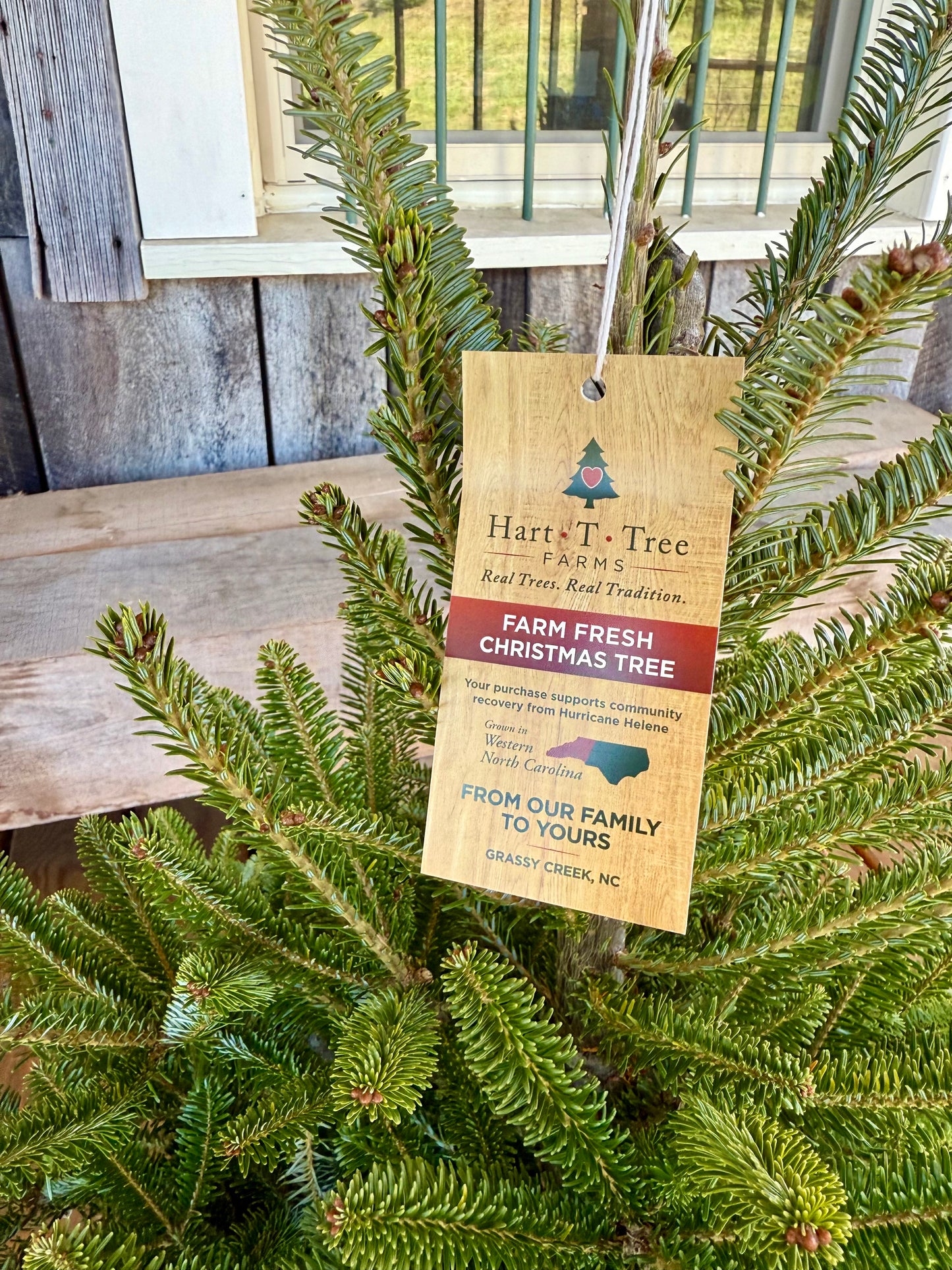 Mini Christmas Tree with Lights