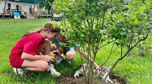 Shadow the Store Cat with blueberry pickers at The Old Store U-Pick Blueberry Patch