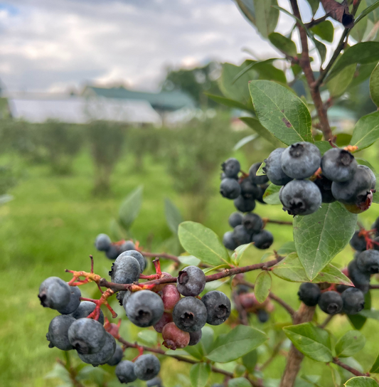 Blueberry Bounty: A Fruitful Season at The Old Store