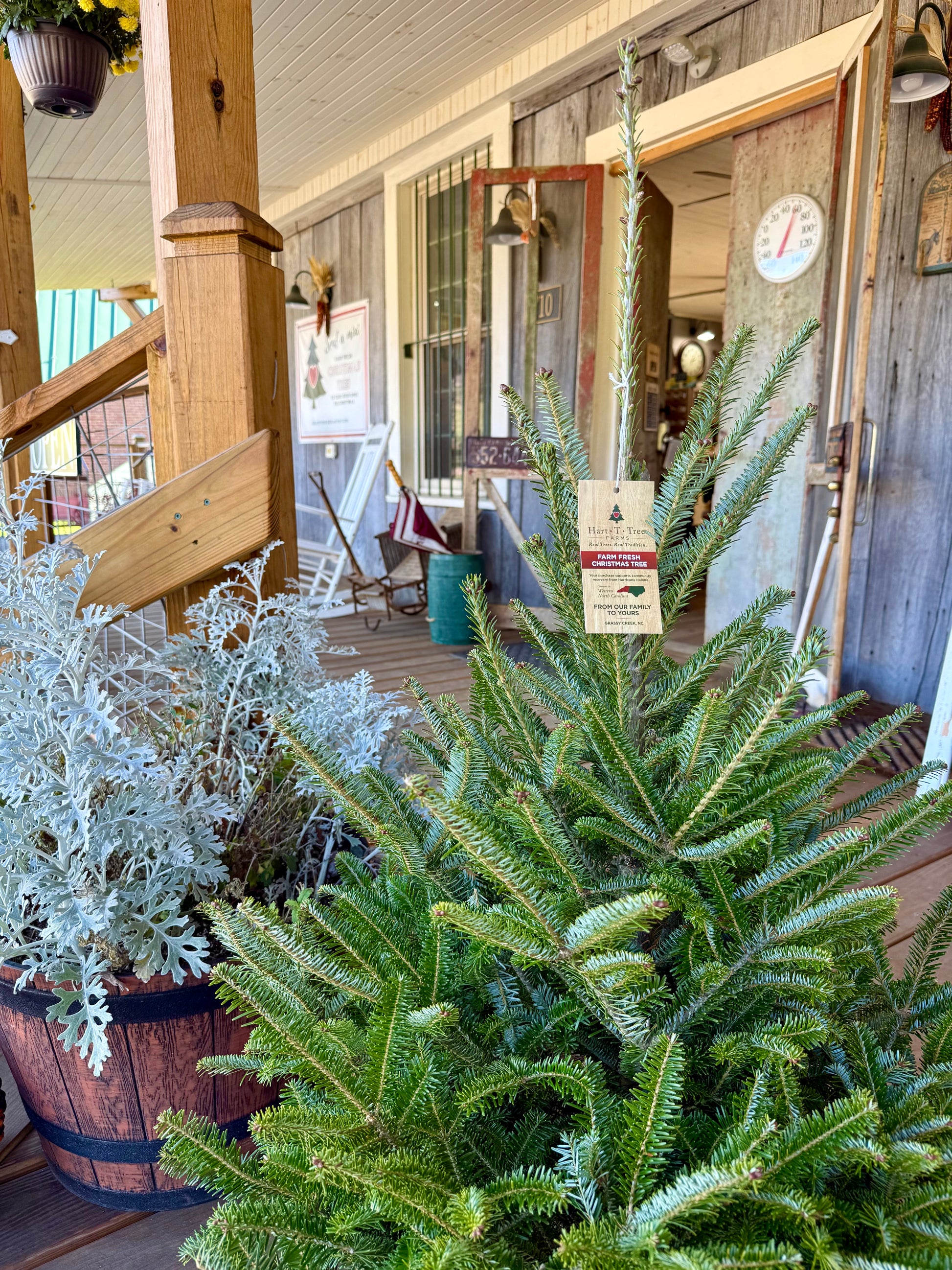 house plants as christmas trees Mini Christmas Tree with Lights – The Old Store at Grassy Creek