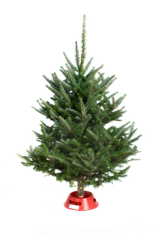 Mini Christmas Tree with Lights